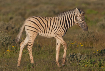 Obraz premium Zebra_.9002
