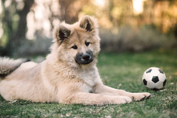 Hund Eurasia Welpe mit Fussball im Garten schaut niedlich