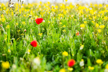 Beautiful Wild Flowers Meadow Blooming. Countryside Wild Flowers in Full Bloom