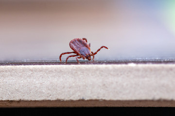 A true ixodid mite blood sucking parasite carrying the acarid disease sits on a On a white field on a hot summer day, hunting in anticipation of the victim