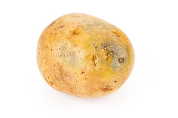 Fototapeta premium Potato tuber close up on white background