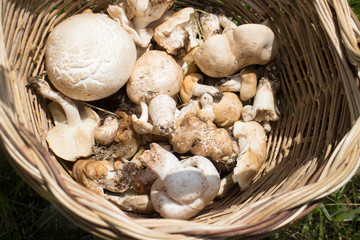 basket of edible mushrooms, champignons and St. George mushrooms