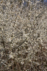 spring white flowering