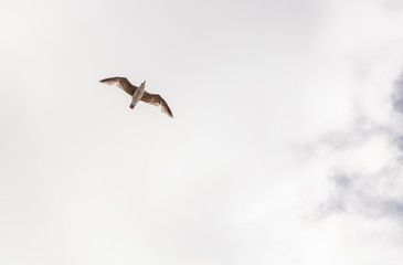 Großer Vogel im Flug von unten