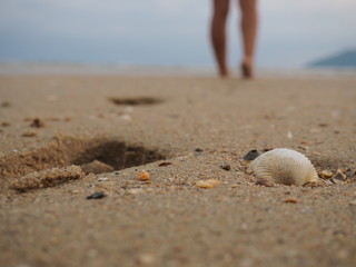 conchiglia in spiaggia 