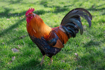 rooster with precious feathers in the forest