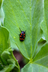 ladybug on leaf