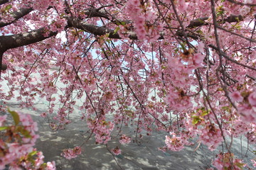 河津桜　いわき