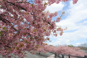 河津桜　いわき