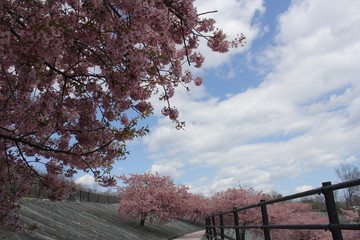 河津桜　いわき