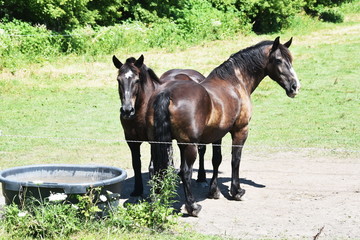 Horses Front to Back