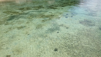 水中の小魚の群れ