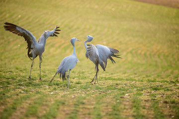 Close up image of Blue Cranes on a wheat field in the overberg of south africa