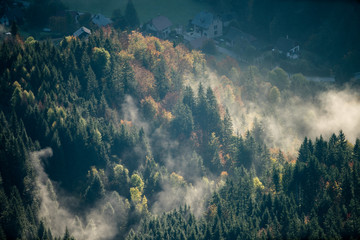 sunset in the forest