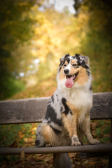 Australian shepherd is sitting on bench. It is autumn atmosphere and she is so fluffy.