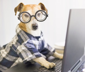 serious professional programmer dog  working on project online. Using computer laptop. Pet wearing...