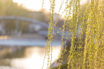 The willow shoots fresh in spring