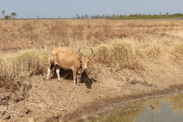 Afrikanische Kuh vor Wasserstelle in Steppenlandschaft 