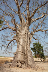 Fototapeta na wymiar Baobab Baum in senegalesischen Casamance