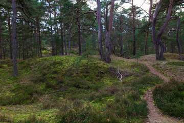 Fototapeta premium Primeval forest Darß