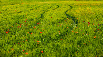 Rote Mohnblumen in einem Gr&uuml;nem Feld