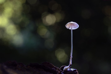 Mushroom, photo Czech Republic, Europe