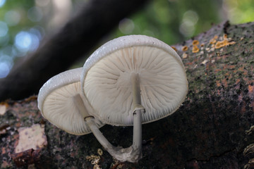 Mushroom, photo Czech Republic, Europe