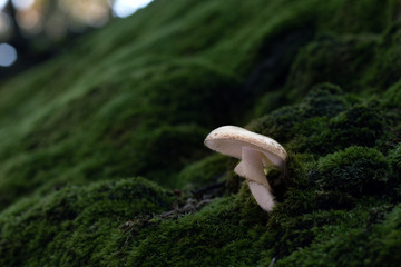 Mushroom, photo Czech Republic, Europe