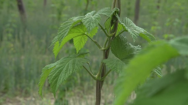 Hopfenanbau in der Hallertau in S&uuml;ddeutschland