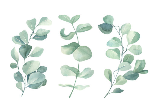 Watercolor floral illustration set - green eucalyptus leaf branches collection, for wedding invitation, greetings cards, wallpapers,  background. Eucalyptus, green leaves.