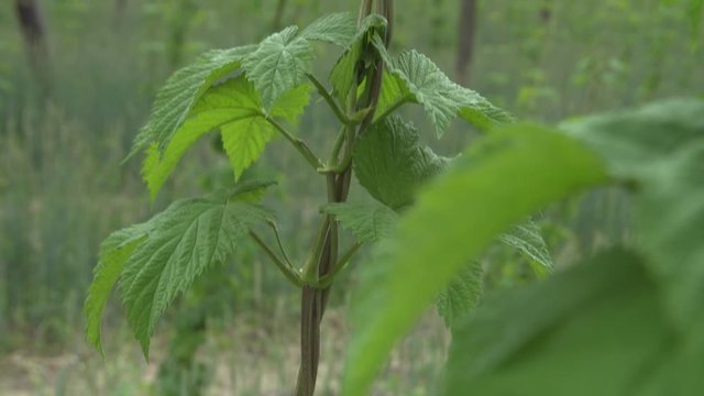 Hopfenanbau in der Hallertau in S&uuml;ddeutschland