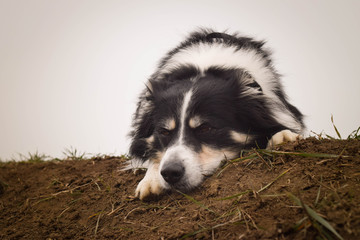 Naklejka na ściany i meble Border collie is laying on filed. He is so cute and has funny face