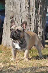 Junior French Bulldog  purebred dog on the grass