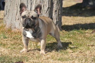 Junior French Bulldog  purebred dog on the grass