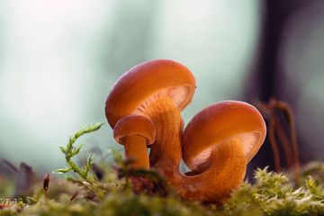 Mushroom, photo Czech Republic, Europe