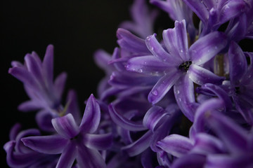 Blooming blue hyacinth flower on a black background, close up