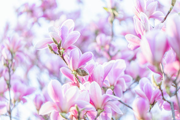 Blooming pink magnolias on a branch in springtime. Beautiful spring flowers. Toned image. Copy space.