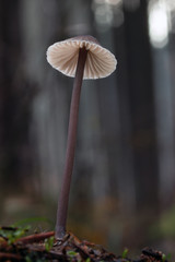 Mushroom, photo Czech Republic, Europe