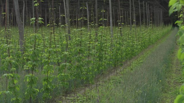 Hopfenanbau in der Hallertau in S&uuml;ddeutschland