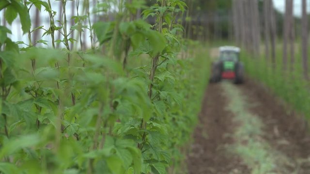 Hopfenanbau in der Hallertau in S&uuml;ddeutschland