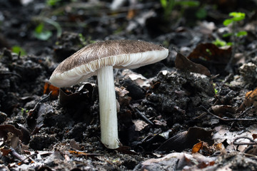 Mushroom, photo Czech Republic, Europe