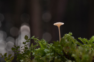 Mushroom, photo Czech Republic, Europe
