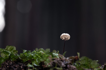 Mushroom, photo Czech Republic, Europe