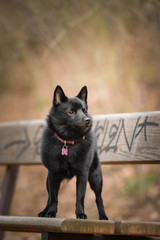 Autumn portrait of schipperke puppy on brench. She is so cute animal with very nice face.