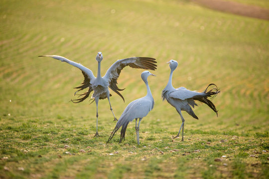 Close up image of Blue Cranes on a wheat field in the overberg of south africa