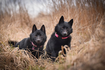 Young females of schipperke is sitting in dry reed. They are so patient models.