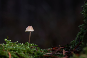 Mushroom, photo Czech Republic, Europe