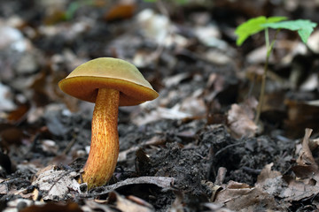 Mushroom, photo Czech Republic, Europe