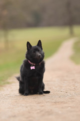 puppy of schipperke, who is sitting in meadow. She is so happy and crazy dog.
