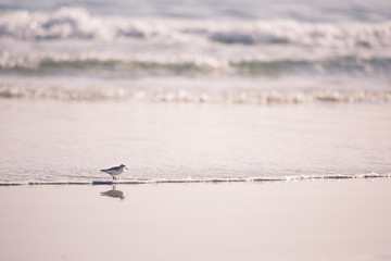 Beach birds: Single Small Wading Bird Sanderling (Calidris Alba) with sea waves on the background